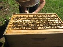 brood box of hive