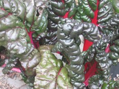 vegetable-chard IMG_0728