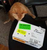 queens_frankie_20161006_124957