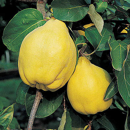 quinces on tree